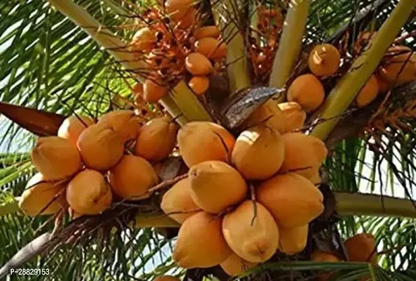 Baishnab  Premium Coconut Live Plant CF54 Coconut-thumb0