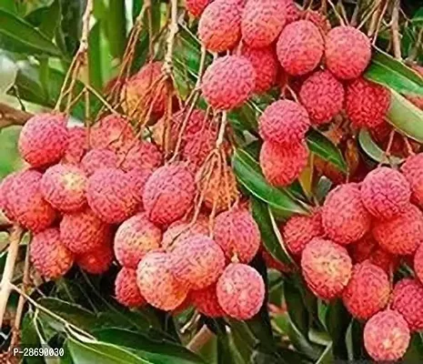 Baishnab Litchi Plant Iychee litchi plants-thumb0