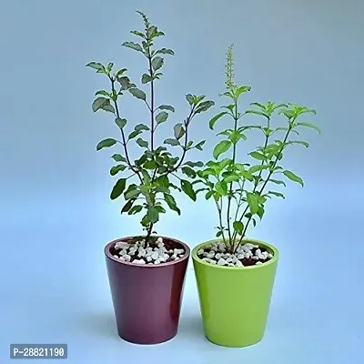 Baishnab  TIGltul20 Tulsi Plant