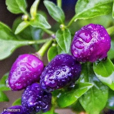 Baishnab Chilli seed 30 per packet ghjPURPLE MARCONI PEPPER Large Sweet Italian Frying Capsicum Annuum Seeds30PIECE