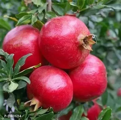 Baishnab  Pomegranate fruit plant Bedana Pomegranat-thumb0