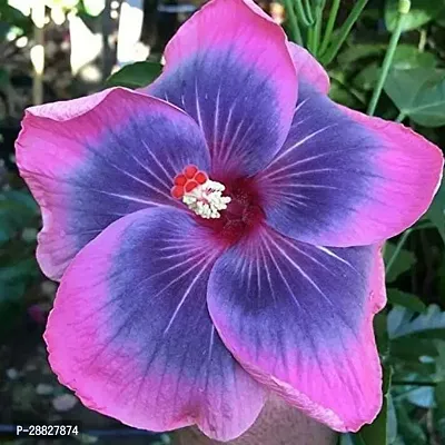 Baishnab  RH198 Hibiscus Plant-thumb0