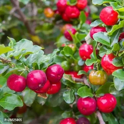 Baishnab  CRC11 Cherry Fruit Plant