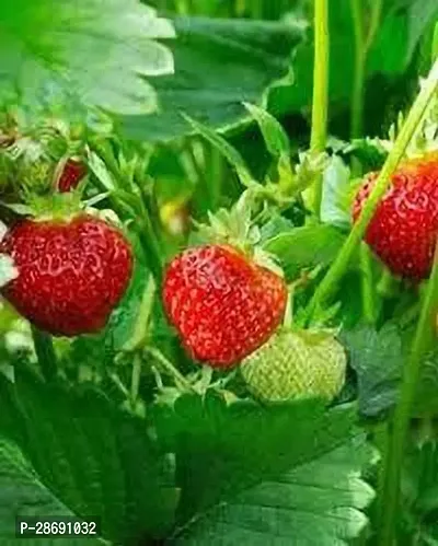 Baishnab Strawberry Plant STRAWBERRY PLANT LNO-thumb0