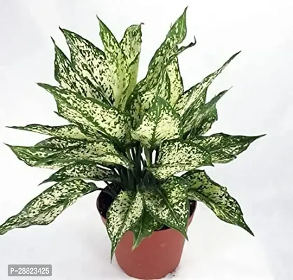 Baishnab  Aglonema Plant CFO154 Aglaonema Plant-thumb0