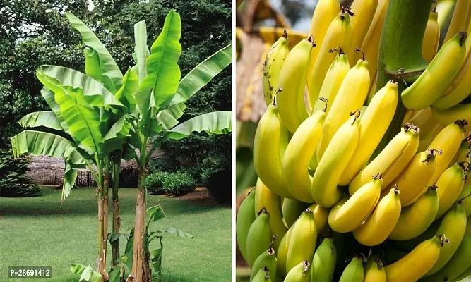 Baishnab Banana Plant YELLOW BANANA FRUIT PLANTS-thumb2