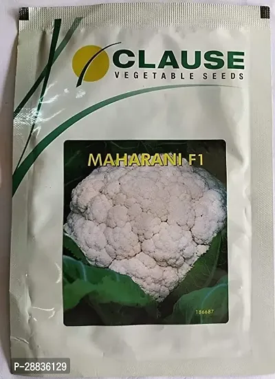 Baishnab Gobi seed 10gramHybrid Cauliflower Seeds MAHARANI F1 10g X 1pcs10PIECE-thumb0