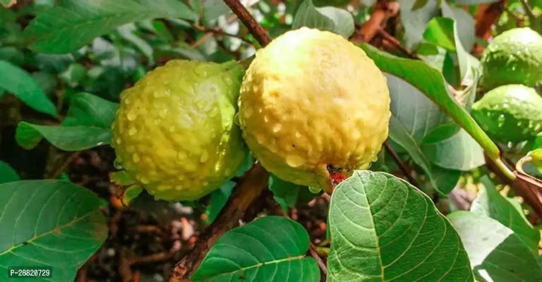 Baishnab  Chittidar Guava Plant Guava Plant