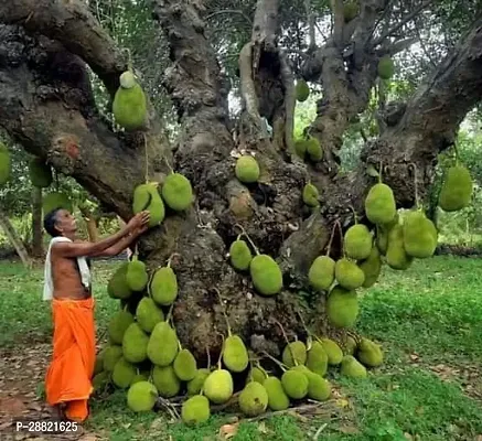 Baishnab  This jackfruit plant Jackfruit Plant