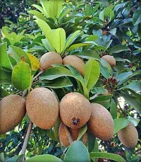 Baishnab Chiku Plant Live Fruit Plant Manilkara Zapota,Sapodilla, Sapota, chikoo, Chico, Naseberry, or Nispero Sapota Chikoo SapotaChikoo Healthy (Thailand Variety) for Home and Outdoor Garden.-thumb1