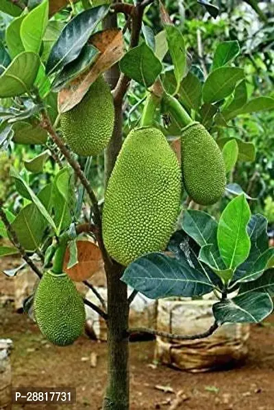 Baishnab  Jack Fruit Kathal jackfruit garden fruit