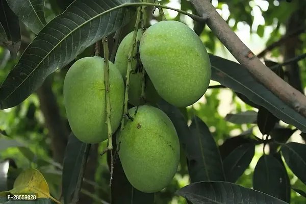 Baishnab Mango Plant BCF53-thumb0