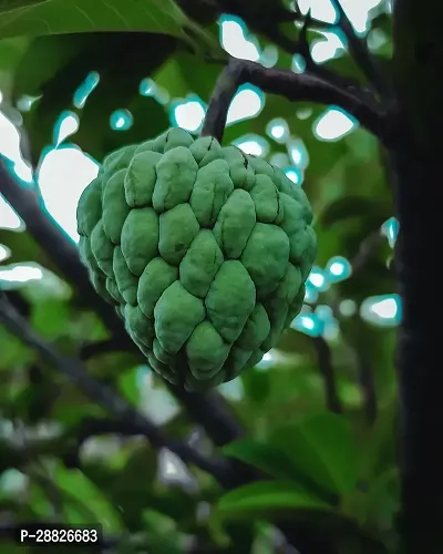 Baishnab  Custard Apple Live Plant CF0090 Custard