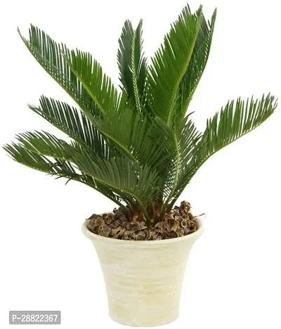 Baishnab  Green Cycas Revoluta PlantCFA87 Cycus-thumb0