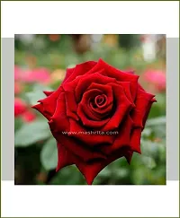 Baishnab Rose Plant ROSE PLANT B99-thumb1