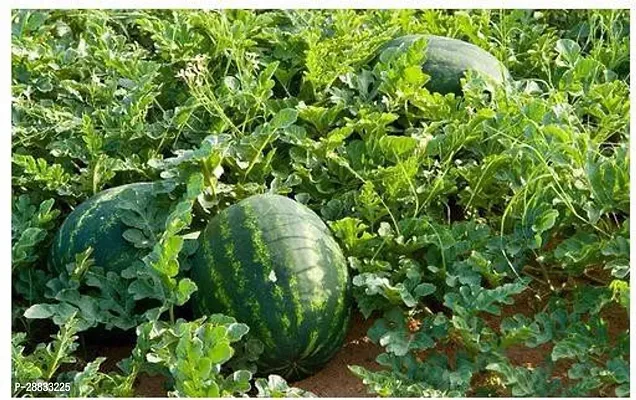 Baishnab WATER MELLON SEED 50ps33WTR MLN 0150PIECE-thumb0