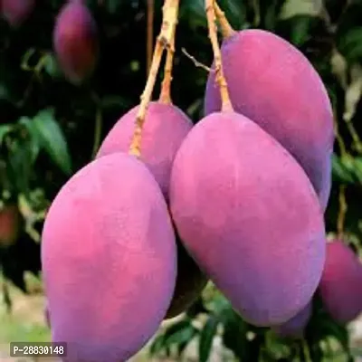 Baishnab  Purple All Time Mango Mango Plant