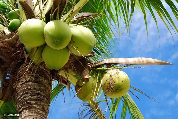 Baishnab  COE01 Coconut Plant-thumb0