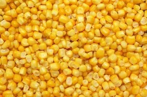 Baishnab Corn seeds 200psI B F1 Hybrid Sweet 70 Sweet Corn Seeds200PIECE-thumb3