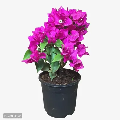 Baishnab  BougainvilleaHybrid PlantGrafted0249 Bo