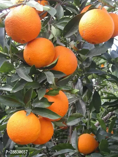 Baishnab  ORANGE SWEET LEMON PLANTS Orange Plant-thumb0