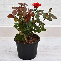 Baishnab Rose Plant Rose Flower Plant (pack Of 3)-thumb1