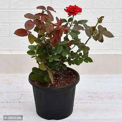 Baishnab Rose Plant Rose Flower Plant (pack Of 3)-thumb2