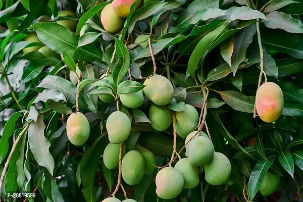 Baishnab  Mango Mango Plant-thumb0