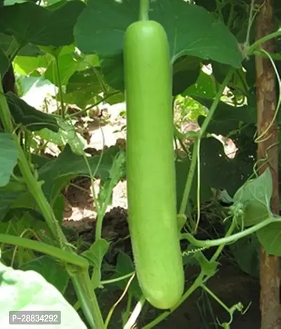 Baishnab Low Seed y 50psBottle Gourd Dhari Loki Hybrid Vegetables Seed 6547650PIECE-thumb0