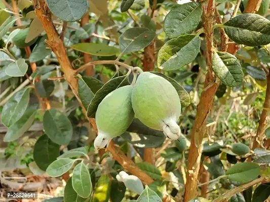 Baishnab  Pineapple Guava Plant Guava Plant-thumb0