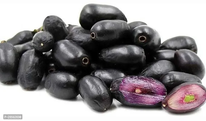 Baishnab Jamun Plant Thi Grafted Syzygium cuminiMalabar plum | Java plum | black plum | Black Jamun Live 1 Healthy Fruit Plant.-thumb3