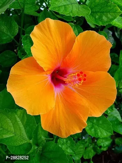 Baishnab  Hibiscus Red  Orange Plant CF019 Hibis-thumb0