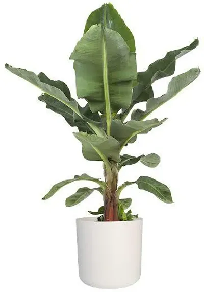 Limited Stock!! Plant & Planters 