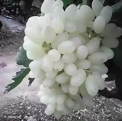 Baishnab Grapes Plant White grapes fruit plant-thumb0