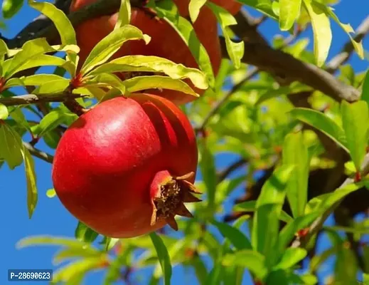 Baishnab Pomegranate Plant Pomegranate-thumb0