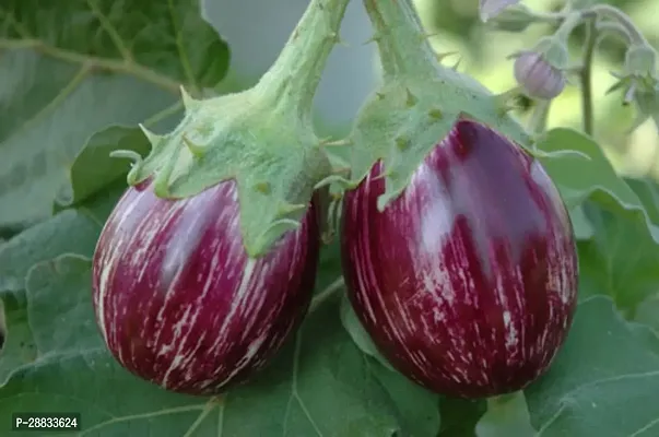 Baishnab Earth Seeds R 01Brinjal SEEDS  49100PIECE