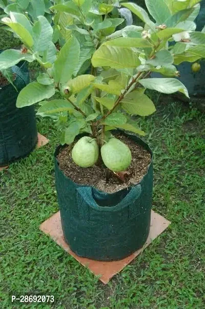 Baishnab Guava Plant Guava Plant 02-thumb0