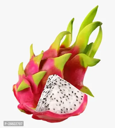 Baishnab  dragon Fruit PlantCFA102 Dragon Tree-thumb0