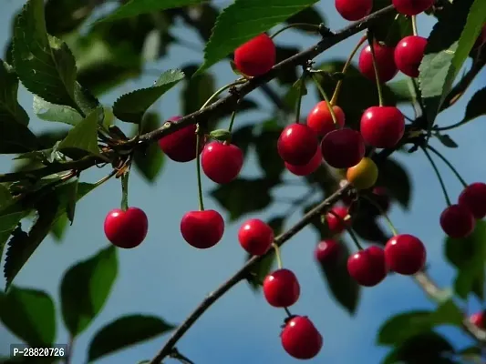 Baishnab  CHAC01 Cherry Fruit Plant