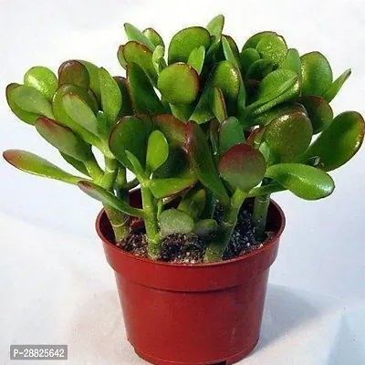 Baishnab  Jade Live Plant Good Luck Plant CF1291-thumb0