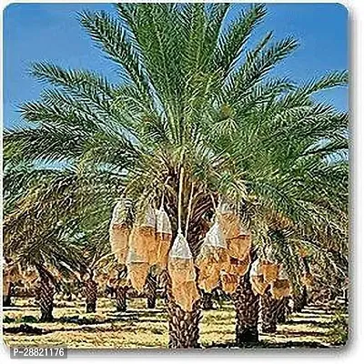 Baishnab  Khajoor Live Plants Date Palm Plant Pho