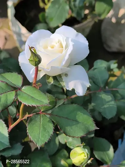 Baishnab Rose Plant Desi white rose plant