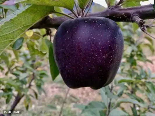 Baishnab  BLACK APPLE Apple Plant-thumb0