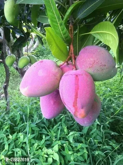 Baishnab  Hybrid Rare Chittagong Mango Live Plant