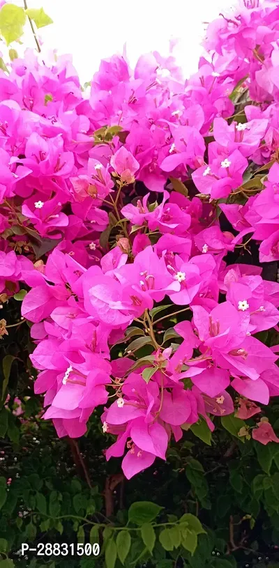 Baishnab  Bougainvilleapaper flower plant Baugainv-thumb0