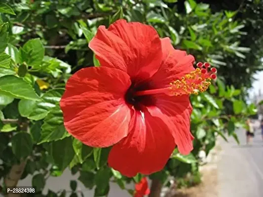 Baishnab  Hibiscus Red Plant CF041122111 Hibiscus