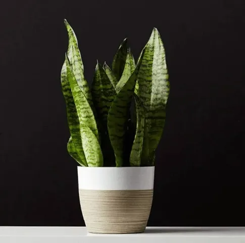 Hot Selling Plant & Planters 