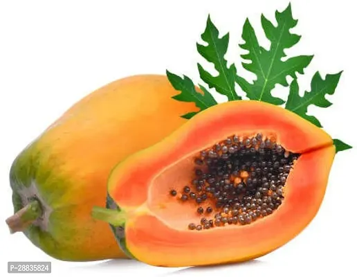 Baishnab Seed 250per packet XG446Papaya SD1627250PIECE