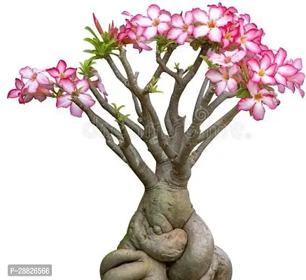 Baishnab  ROSE PINK VARITY ADENIUM Adenium Plant