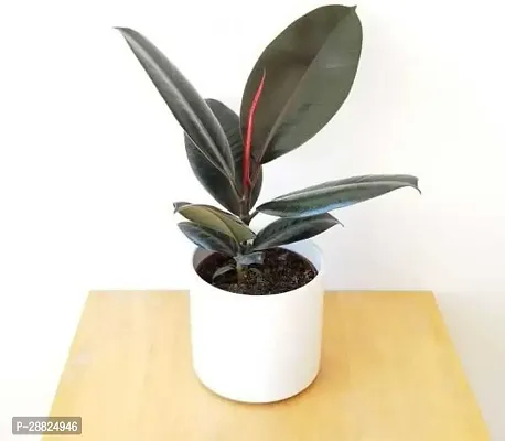 Baishnab  D1511 Rubber Tree